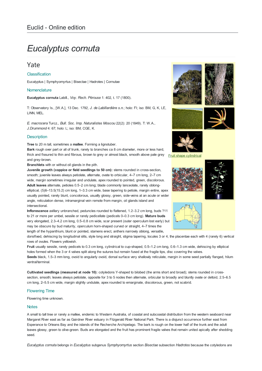 Eucalyptus Cornuta Yate Classification Eucalyptus | Symphyomyrtus | Bisectae | Hadrotes | Cornutae Nomenclature Eucalyptus Cornuta Labill., Voy