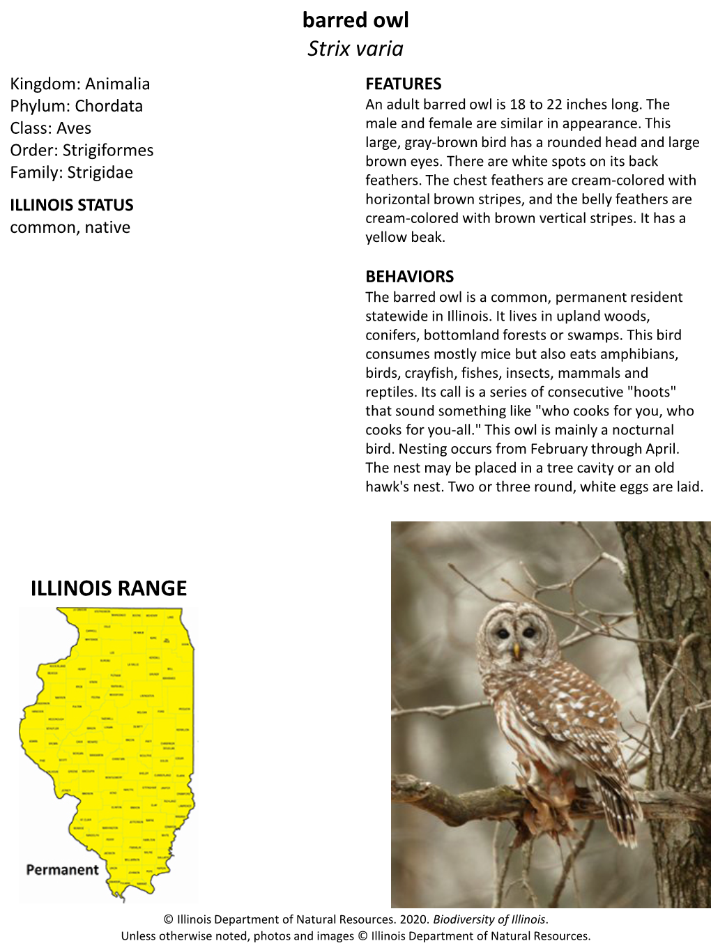 Barred Owl Strix Varia Kingdom: Animalia FEATURES Phylum: Chordata an Adult Barred Owl Is 18 to 22 Inches Long