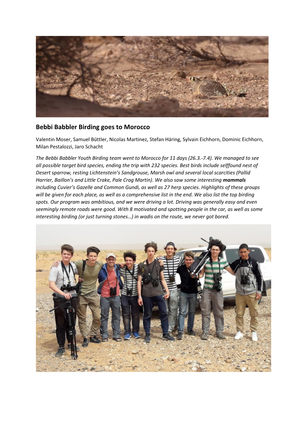 Bebbi Babbler Birding Goes to Morocco