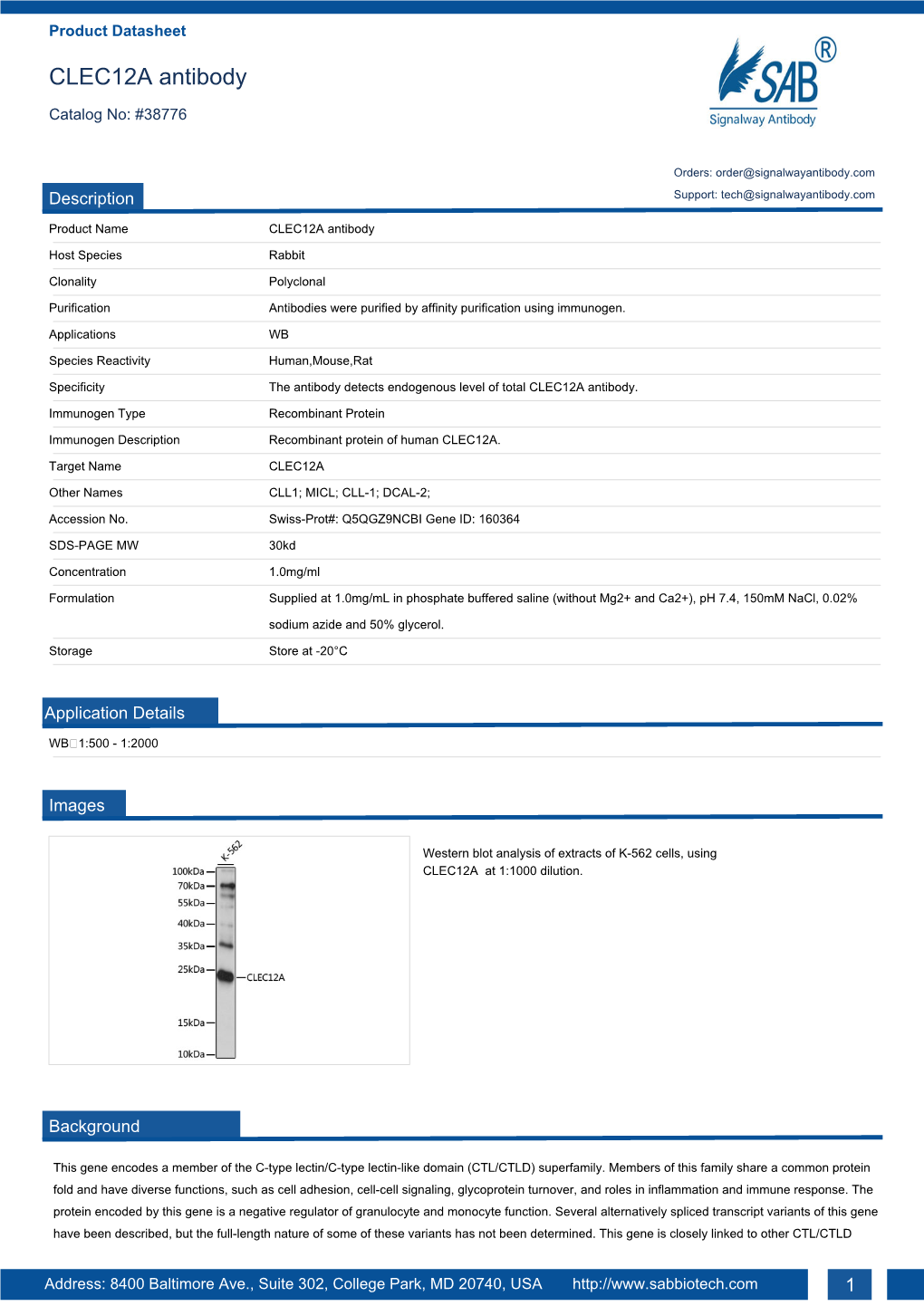 CLEC12A Antibody