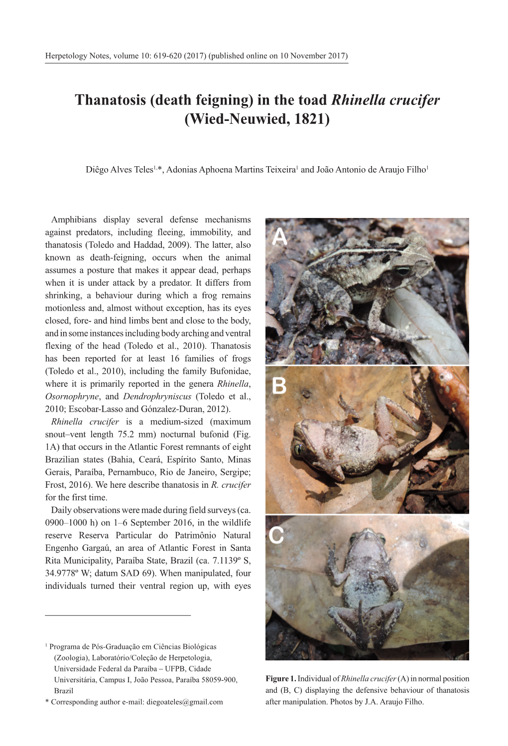Thanatosis (Death Feigning) in the Toad Rhinella Crucifer (Wied-Neuwied, 1821)