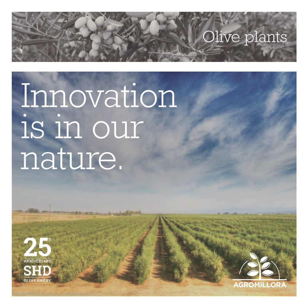 Olive Plants Innovation Is in Our Nature