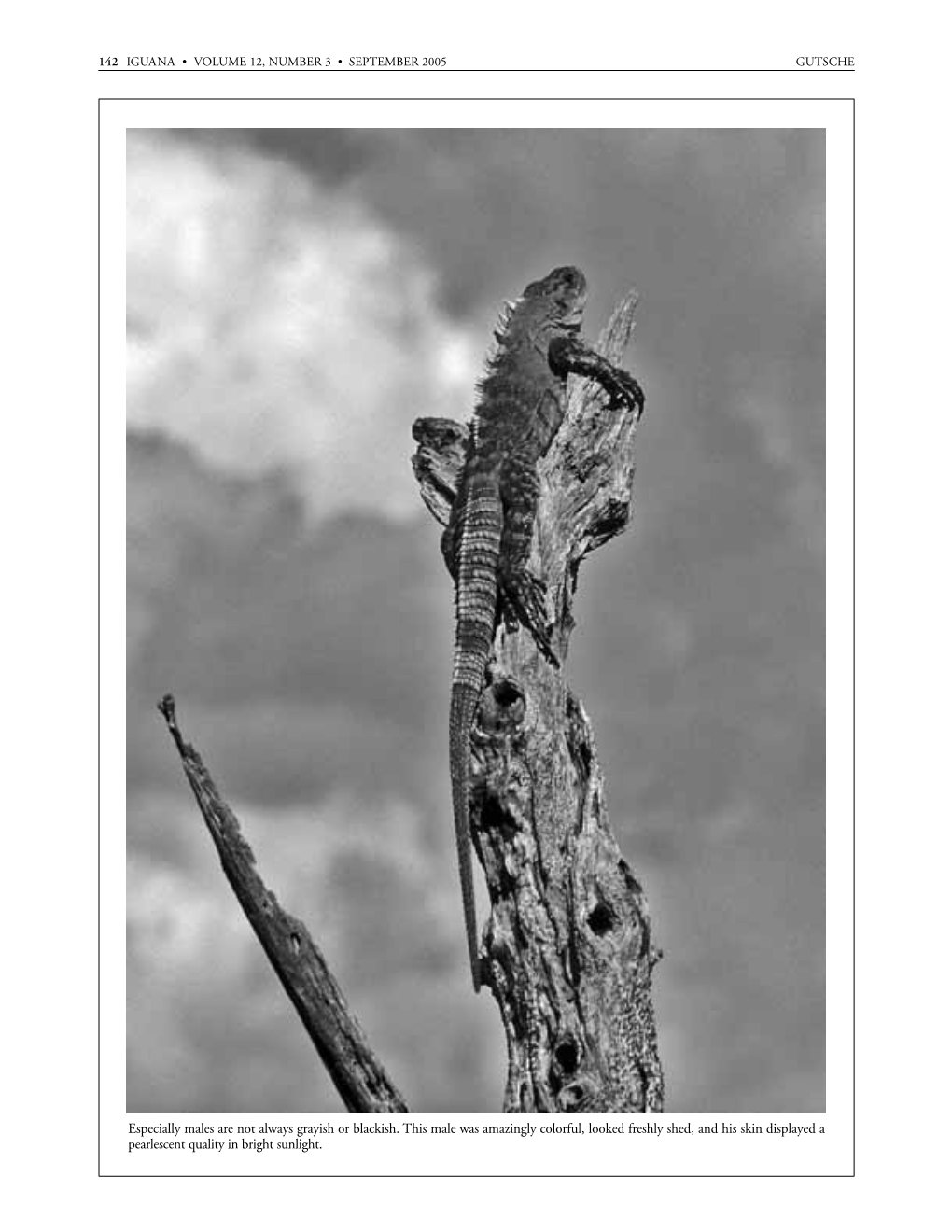 Iguana 12.3 B&W Text