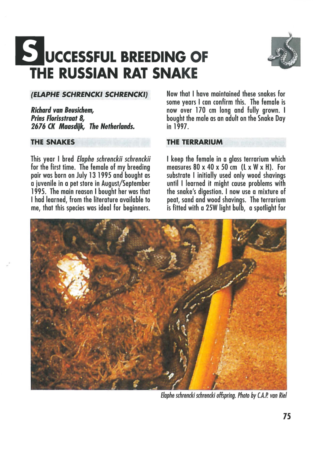 ~Uccessful Breeding of the Russian Rat Snake