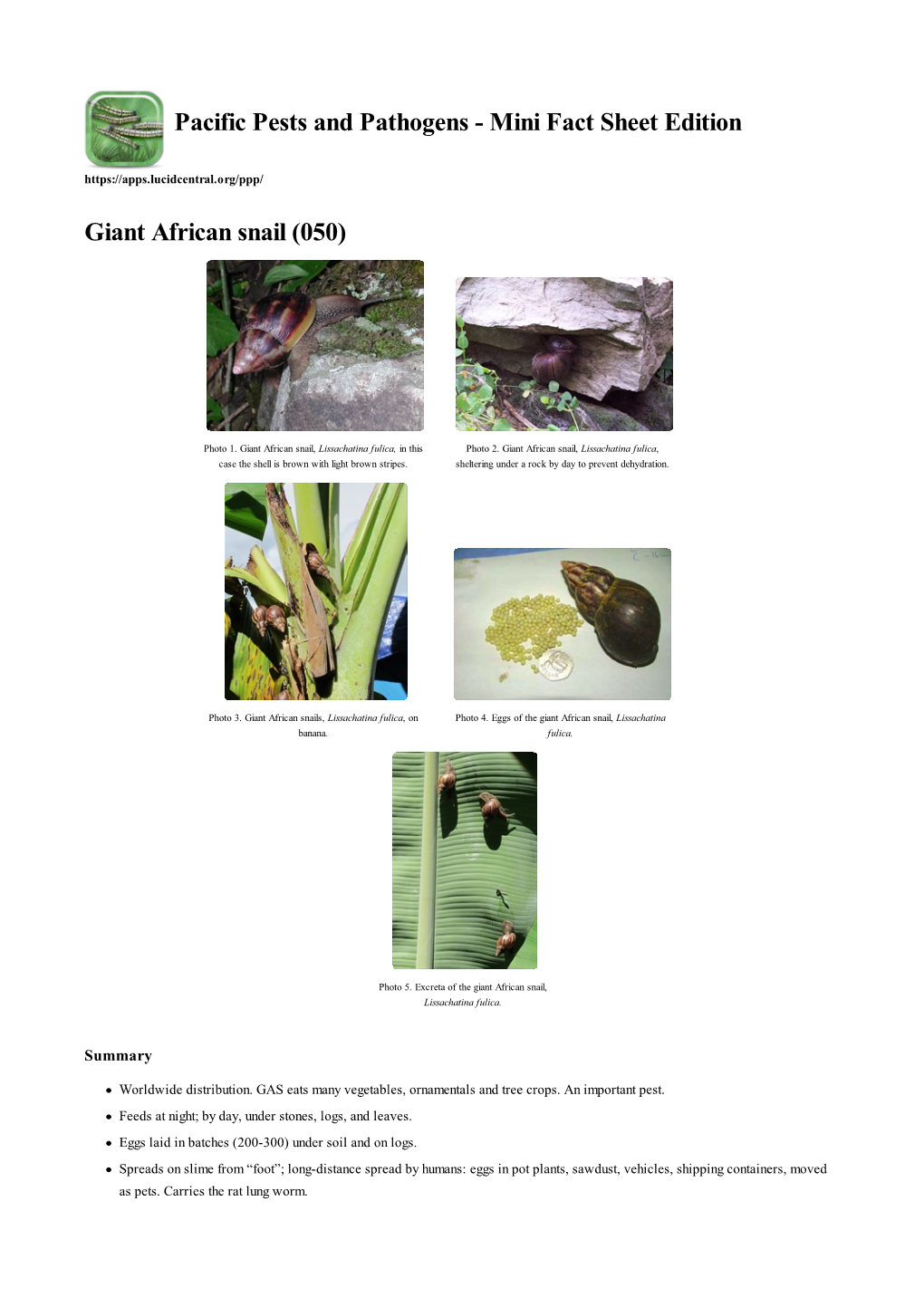 Giant African Snail (050)