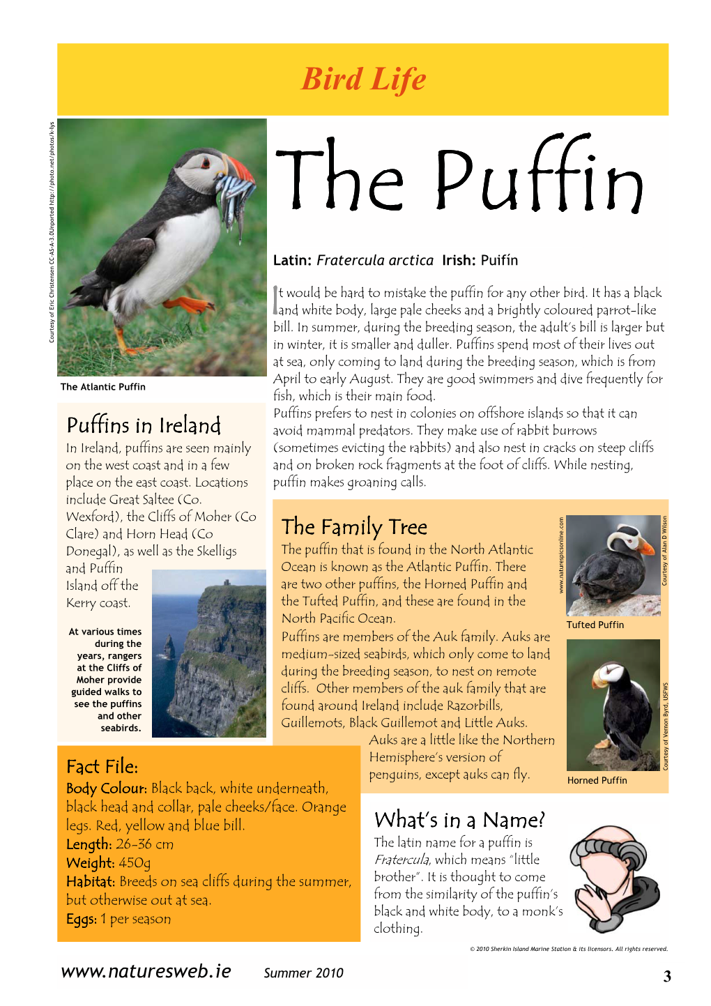 Bird Life the Puffin