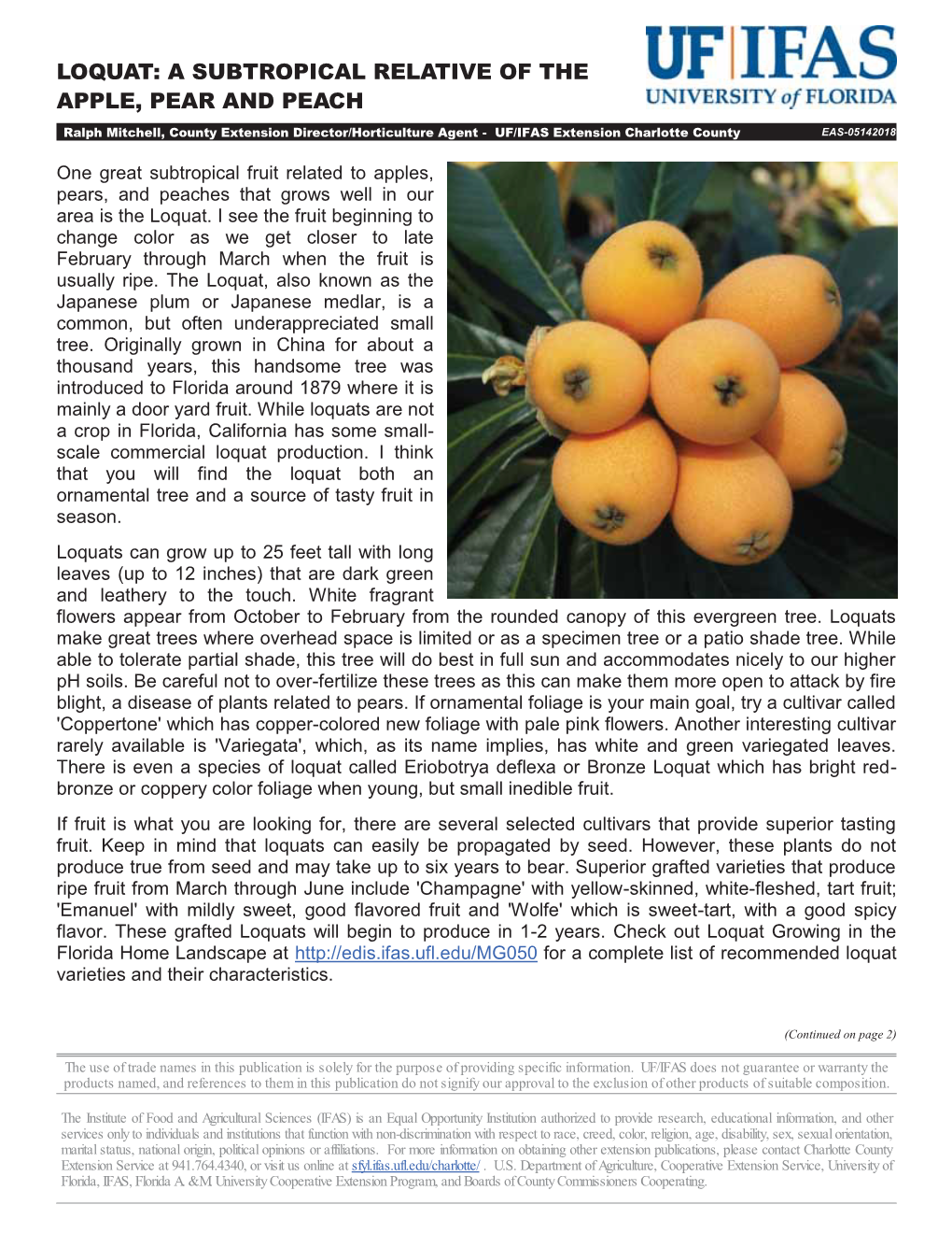 Loquat: a Subtropical Relative of the Apple, Pear and Peach