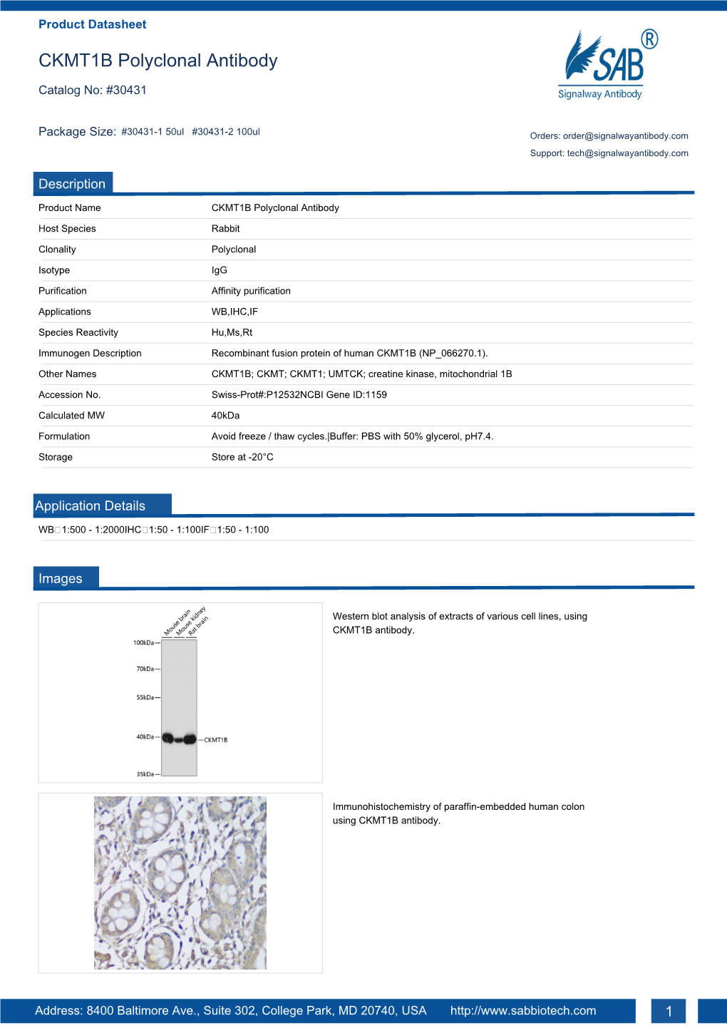 CKMT1B Polyclonal Antibody