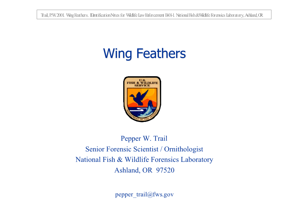 Wing Feathers