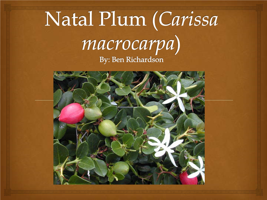 Natal Plum (Carissa Macrocarpa)