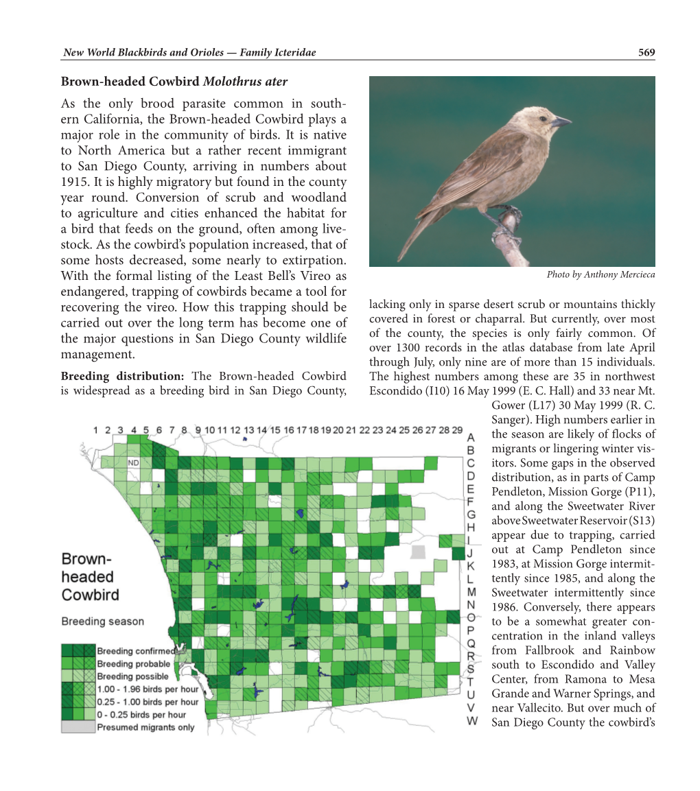 Brown-Headed Cowbird Molothrus Ater As the Only Brood Parasite Common in South- Ern California, the Brown-Headed Cowbird Plays a Major Role in the Community of Birds