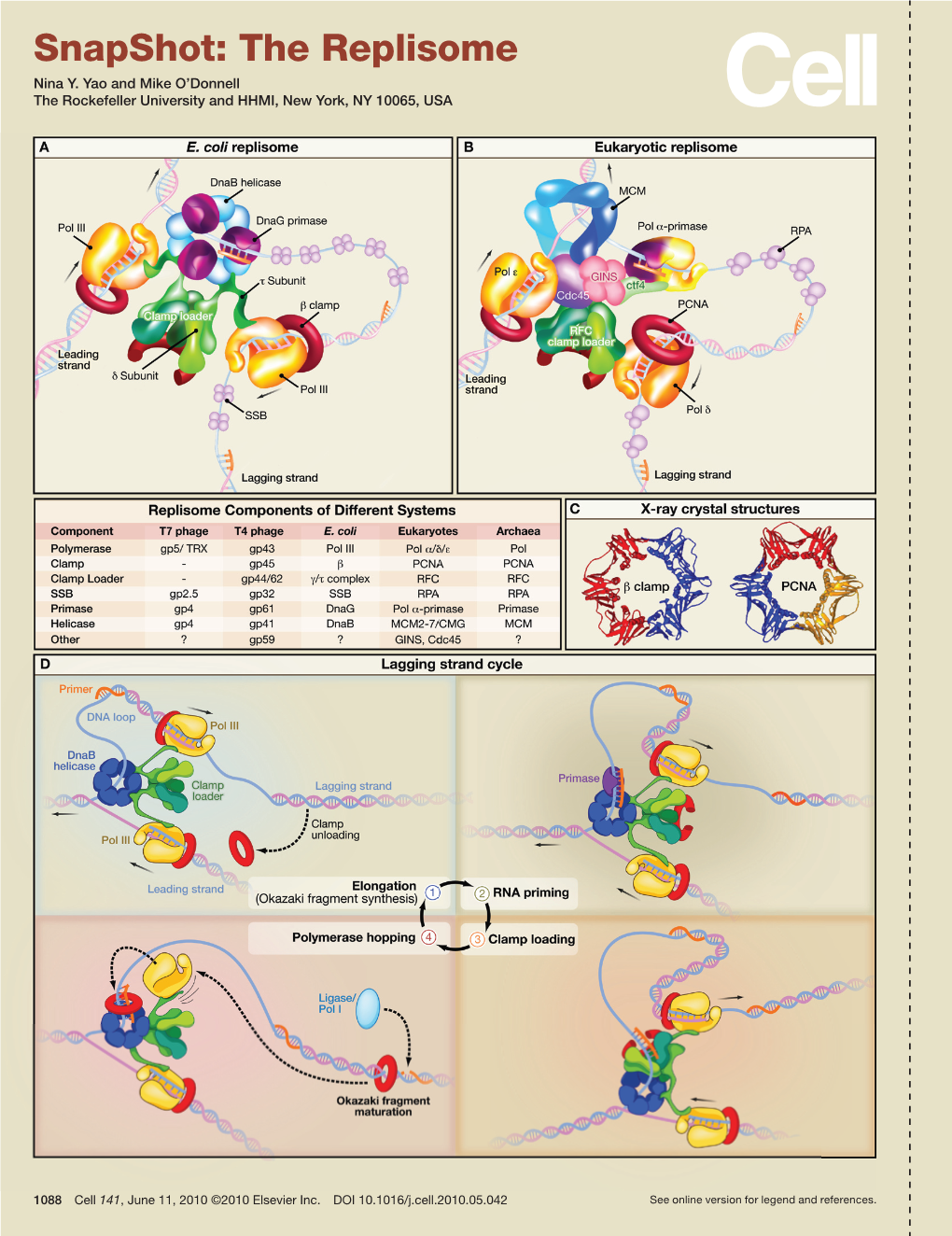 Snapshot: the Replisome Nina Y