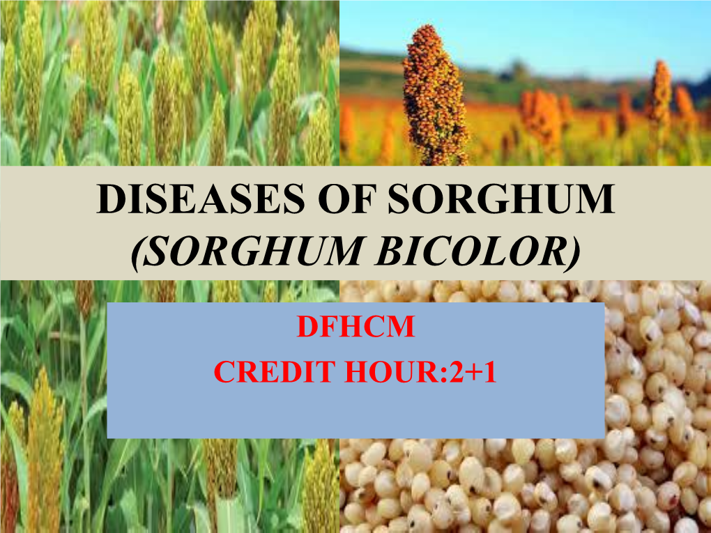 Diseases of Sorghum (Sorghum Bicolor)