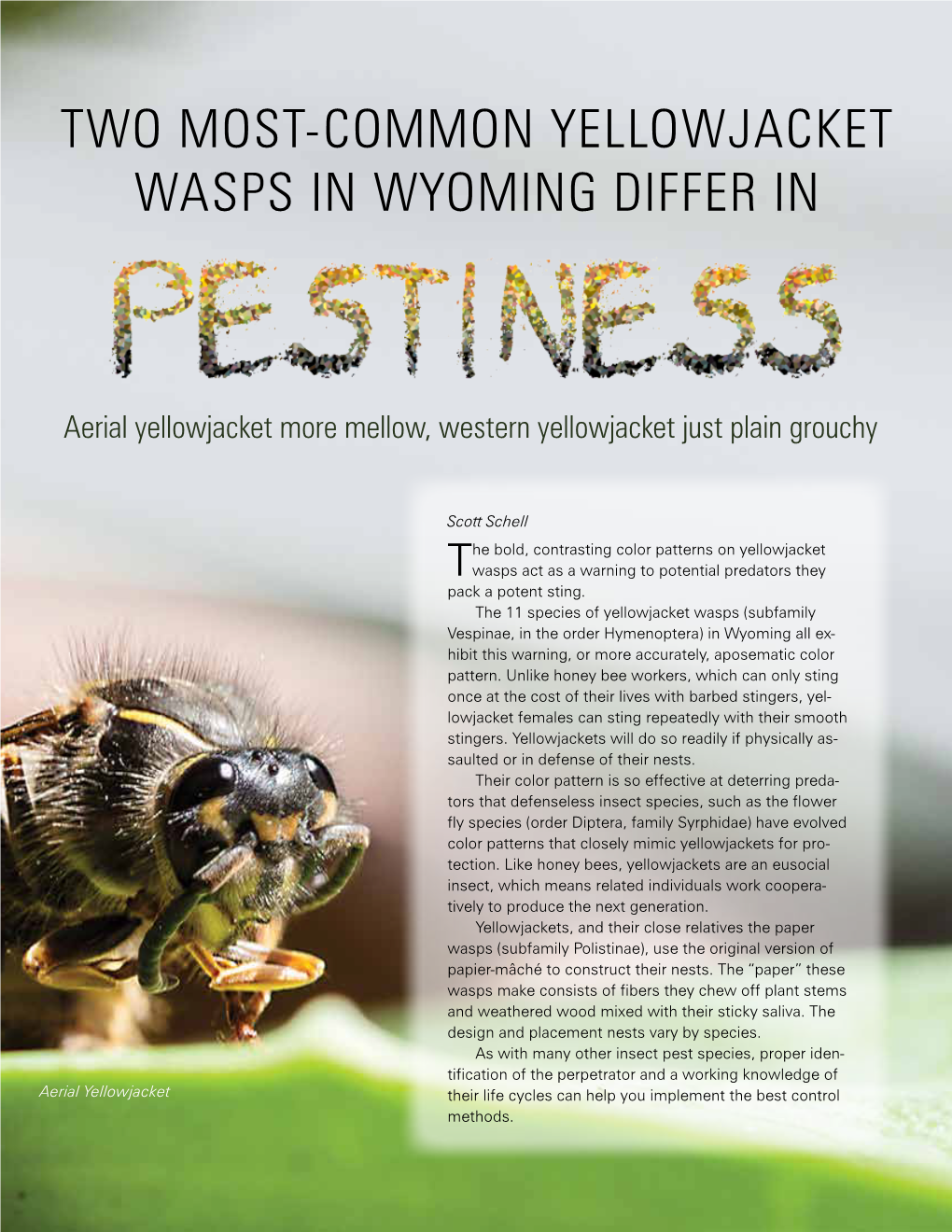 Two Most-Common Yellowjacket Wasps in Wyoming Differ In