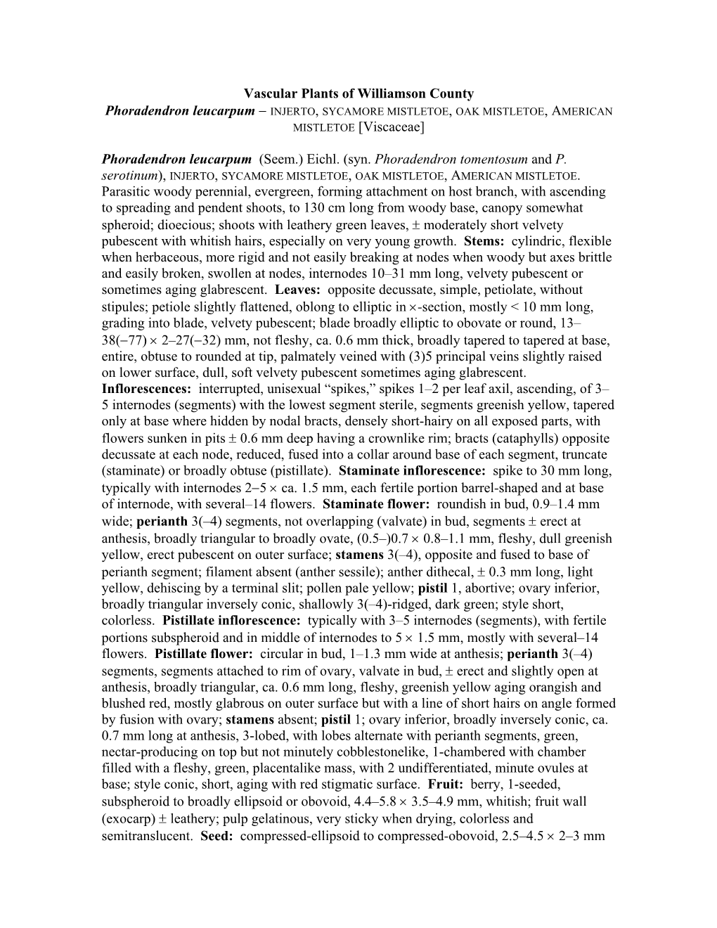 Vascular Plants of Williamson County Phoradendron Leucarpum − INJERTO, SYCAMORE MISTLETOE, OAK MISTLETOE, AMERICAN MISTLETOE [Viscaceae]