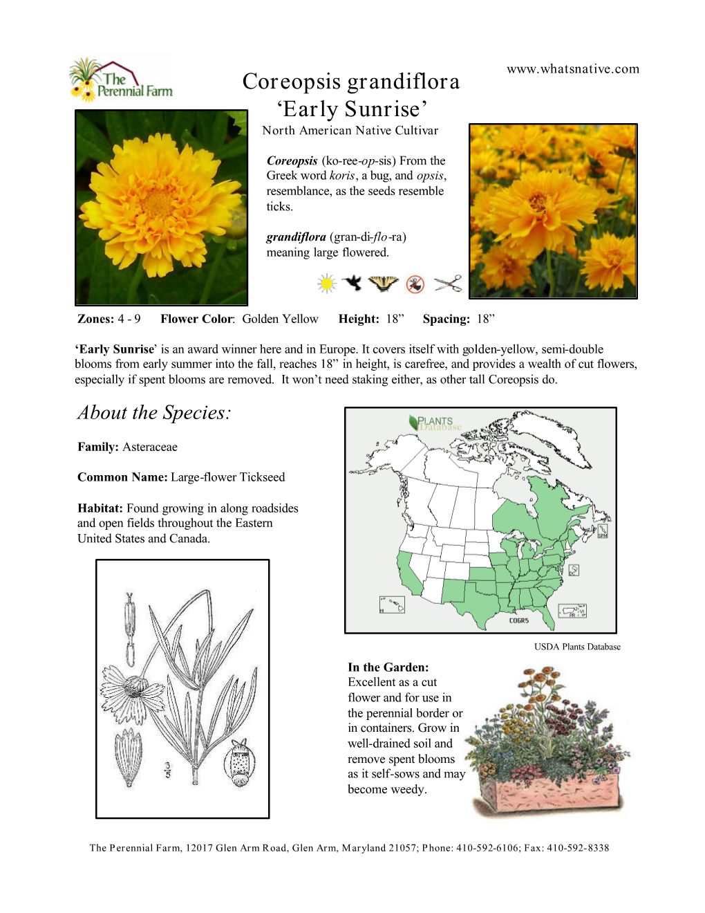 Coreopsis Whatsnative 12-24-2009 Replace And