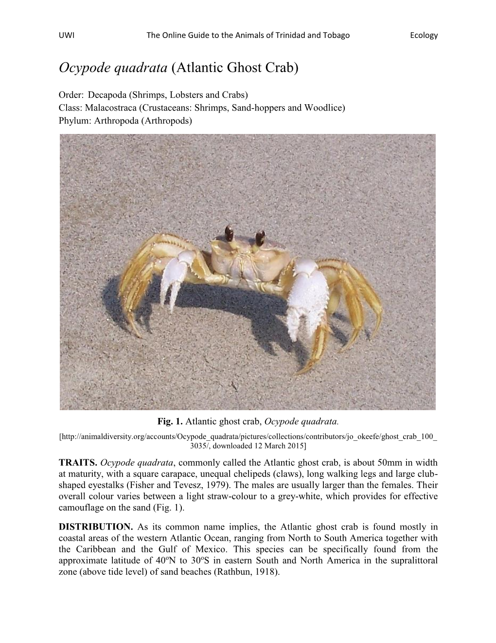 Atlantic Ghost Crab)