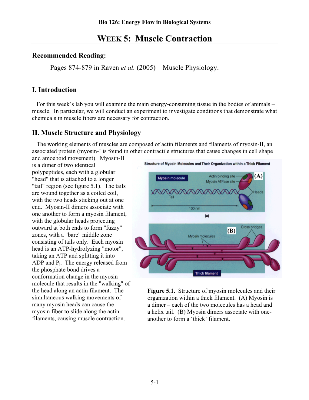 Muscle Contraction