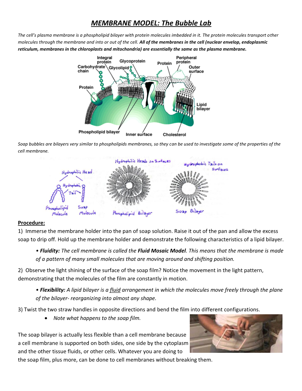 MEMBRANE MODEL: the Bubble Lab