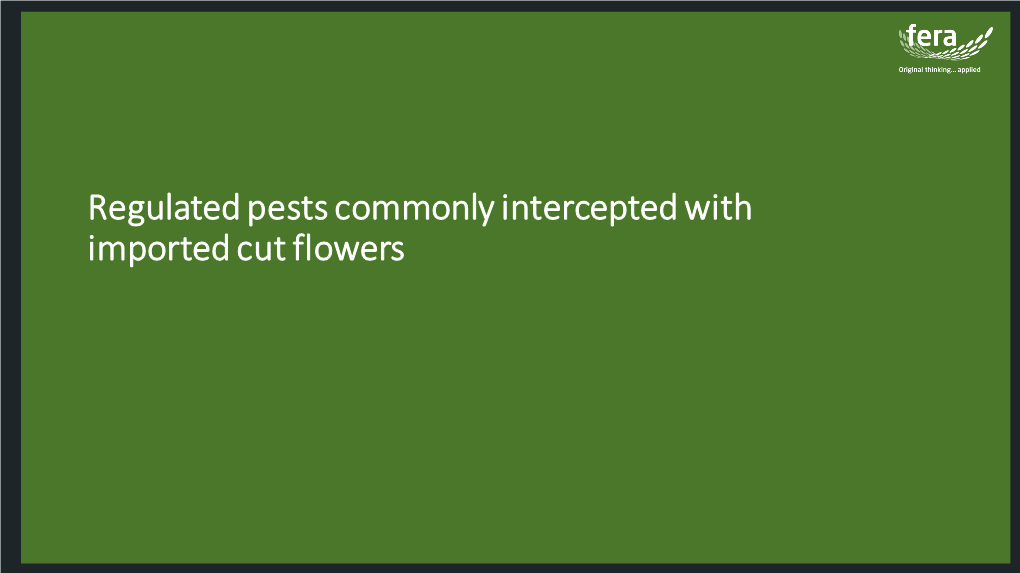 Regulated Pests Commonly Intercepted with Imported Cut Flowers Most Frequent Interceptions