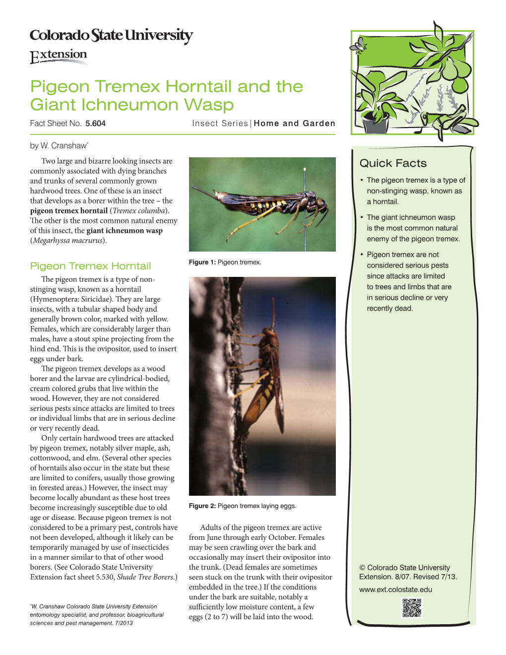 Pigeon Tremex Horntail and the Giant Ichneumon Wasp Fact Sheet No