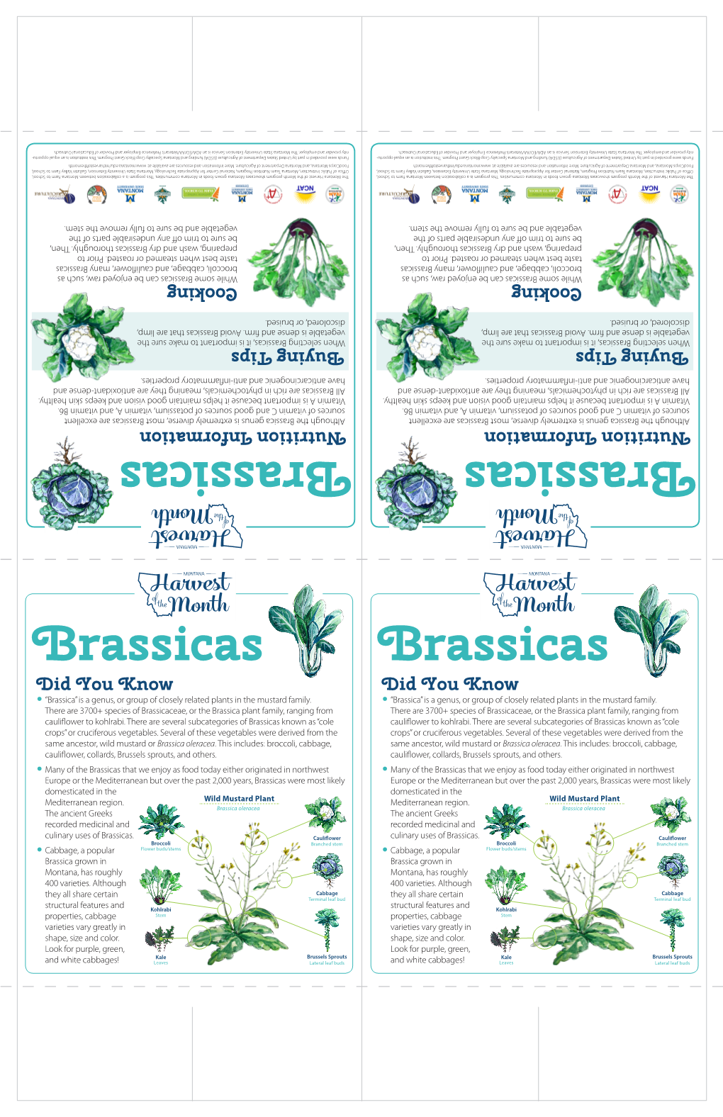 Two up Table Tents for Brassicas Harvest of the Month