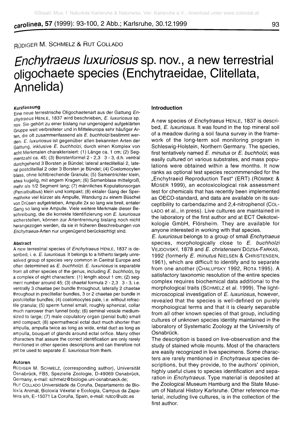 Enchytraeus Luxuriosus Sp. Nov., a New Terrestrial Oligochaete Species (Enchytraeidae, Clitellata, Annelida)