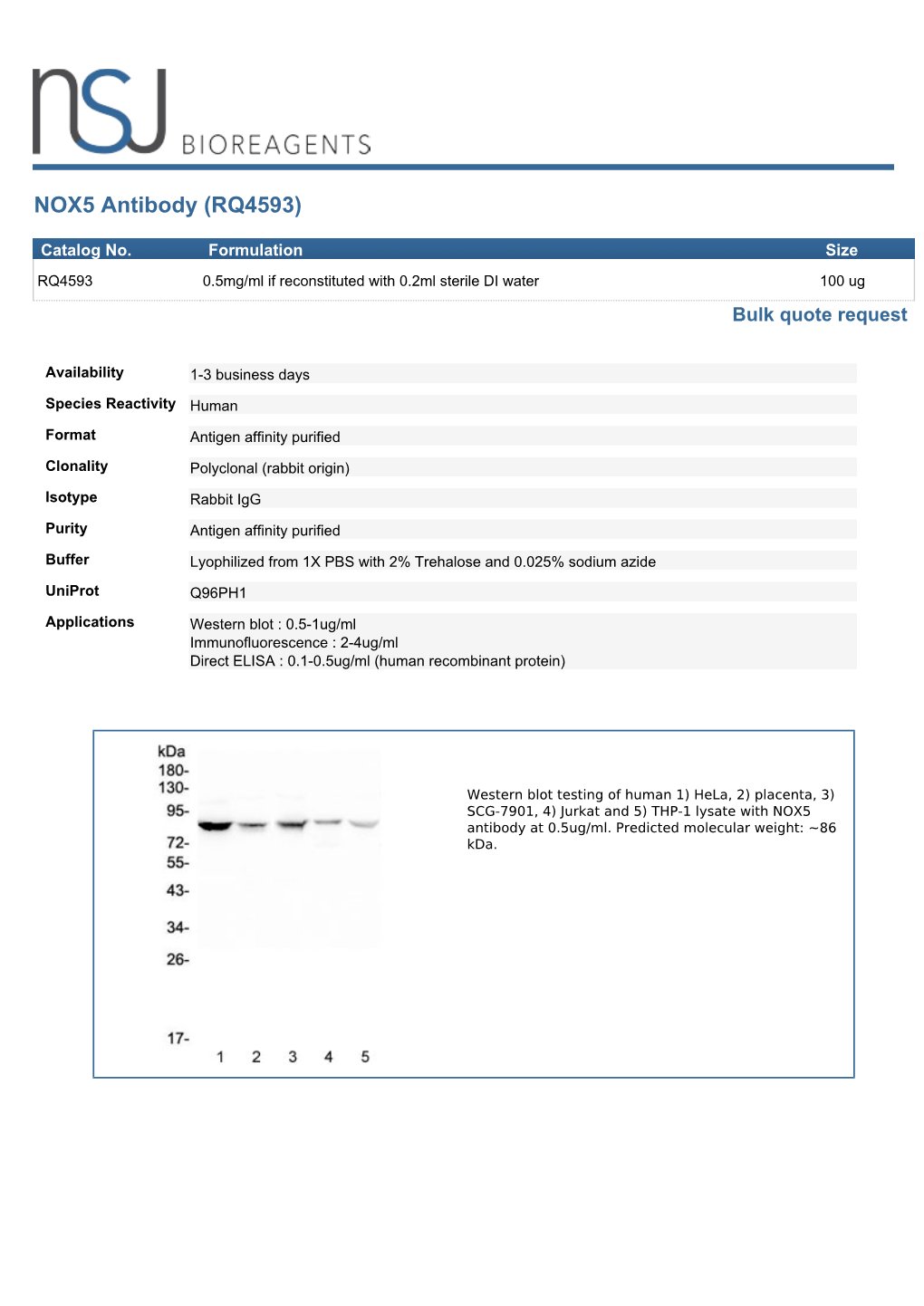 NOX5 Antibody (RQ4593)