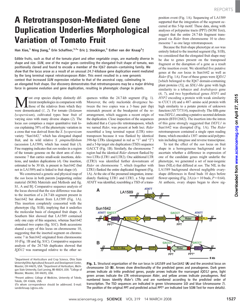 A Retrotransposon-Mediated Gene Duplication Underlies Morphological Variation of Tomato Fruit Han Xiao Et Al