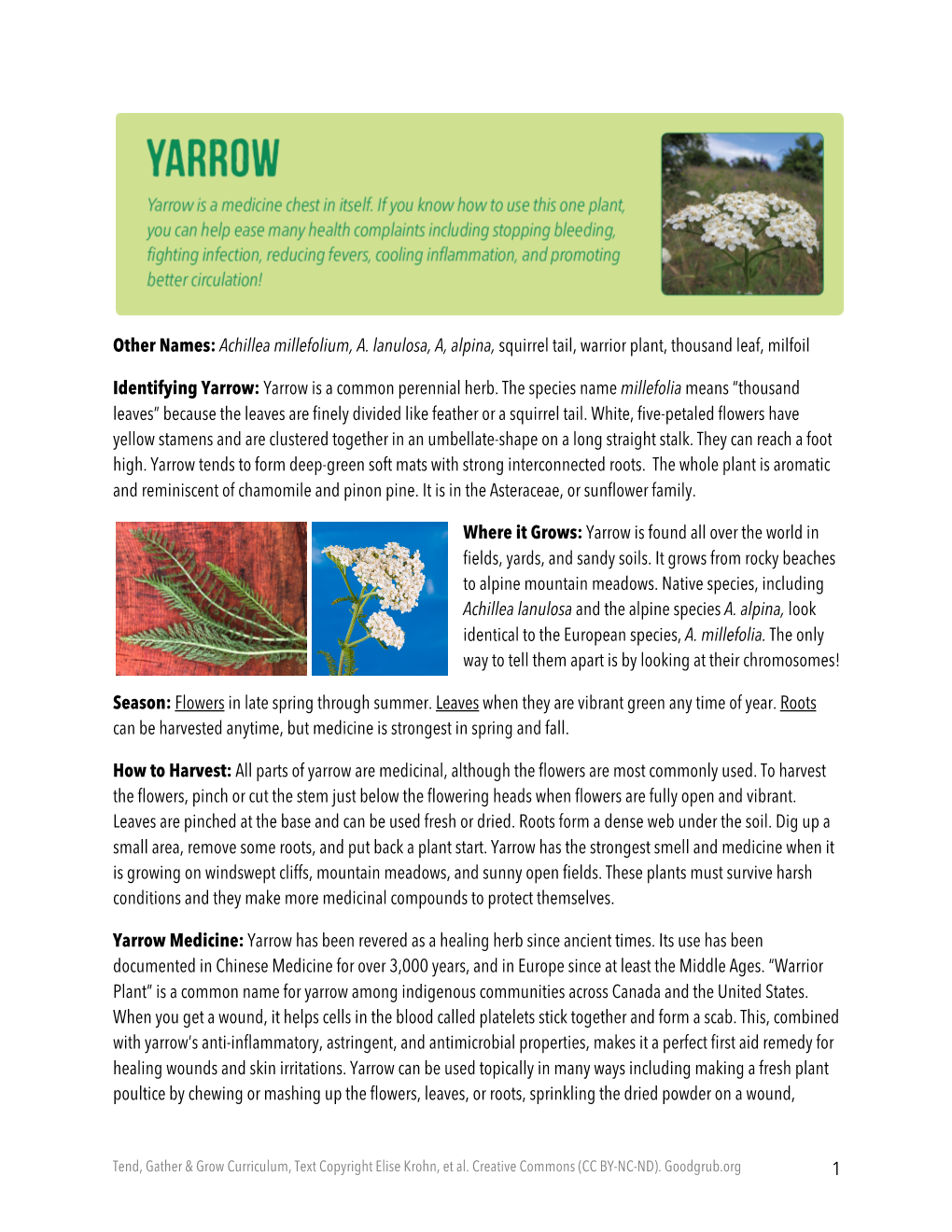 Achillea Millefolium, A. Lanulosa, A, Alpina, Squirrel Tail, Warrior Plant, Thousand Leaf, Milfoil