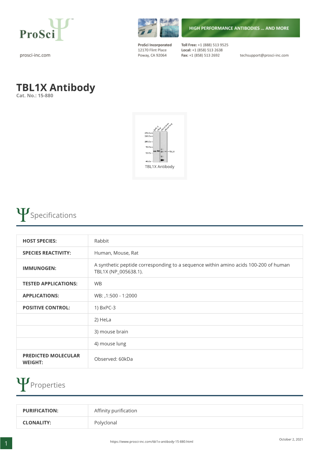 TBL1X Antibody Cat