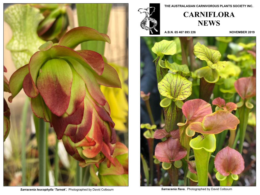 Carniflora News, November 2019 (PDF)