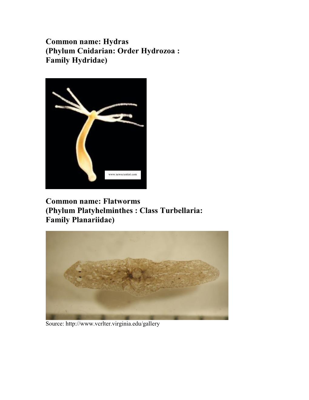 Phylum Arthropoda : Class Insecta: Order Ephemeroptera)
