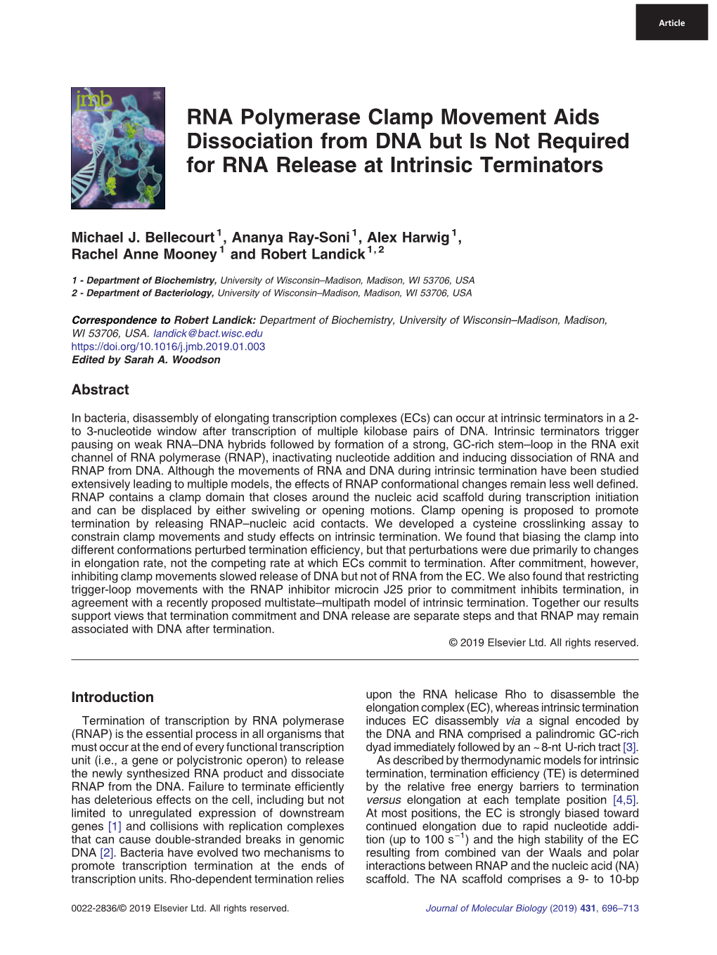 RNA Polymerase Clamp Movement Aids Dissociation from DNA but Is Not Required for RNA Release at Intrinsic Terminators