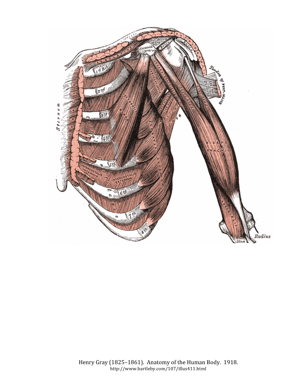 Henry Gray (1825–1861). Anatomy of the Human Body