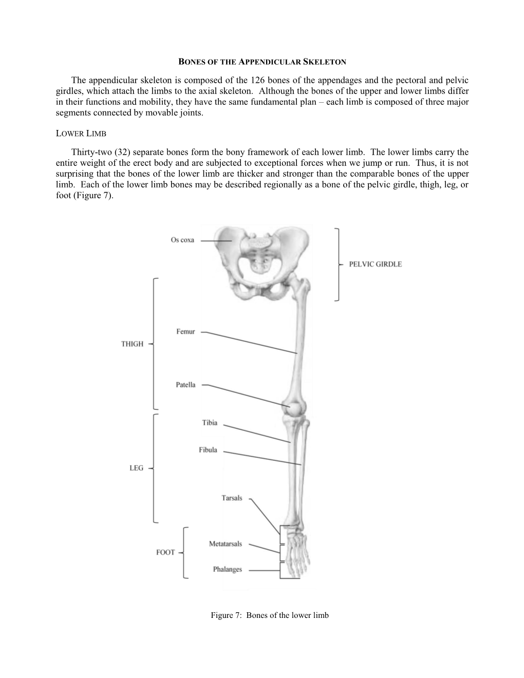 Bones of the Appendicular Skeleton