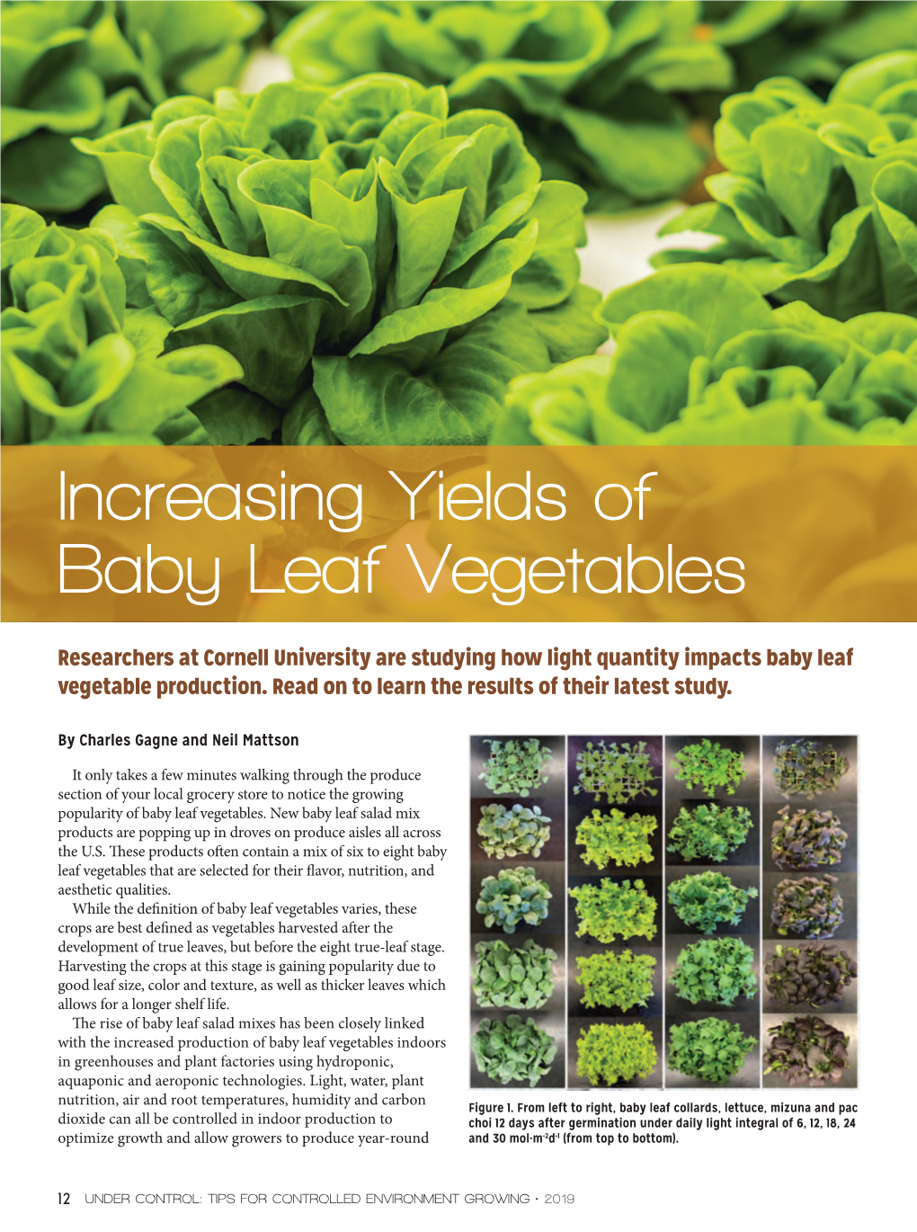 PDF: Increasing Yields of Baby Leaf Vegetables