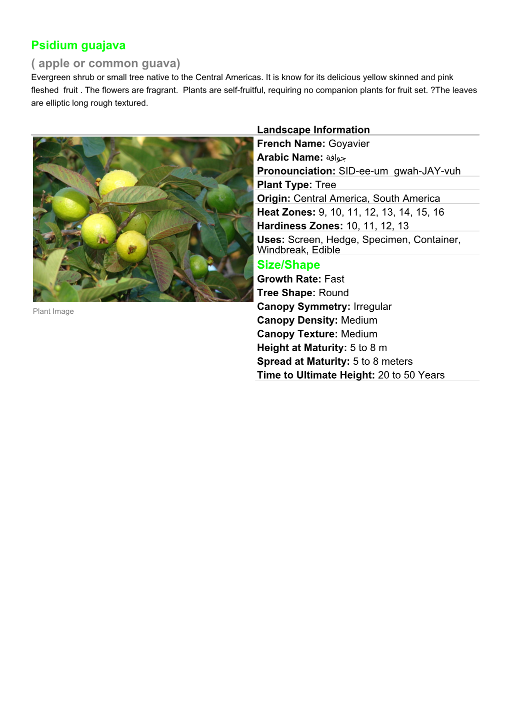 Psidium Guajava ( Apple Or Common Guava) Size/Shape