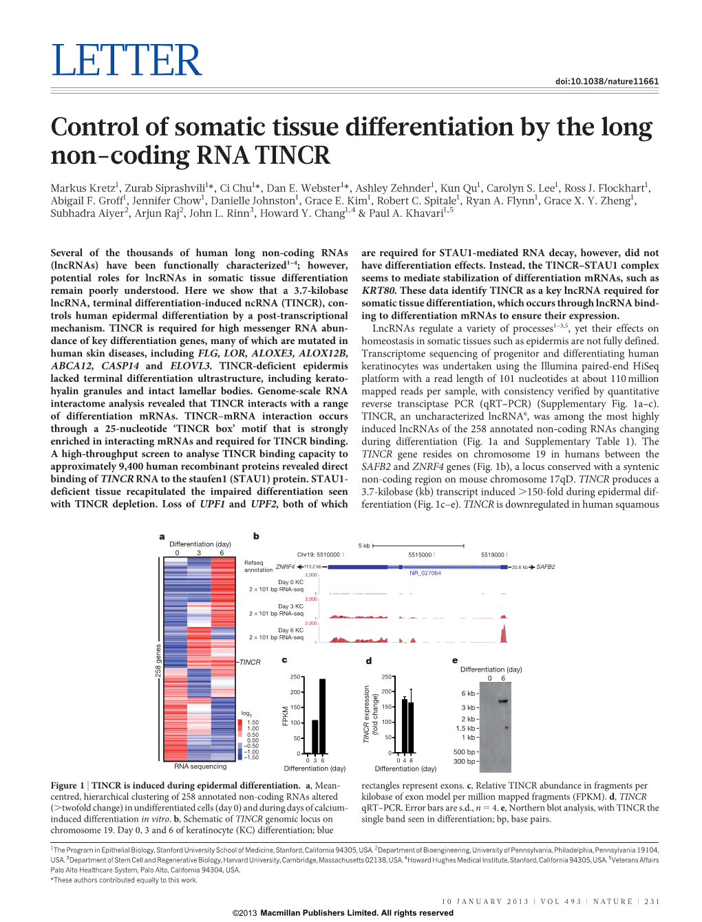 Control of Somatic Tissue Differentiation by the Long Non-Coding RNA TINCR