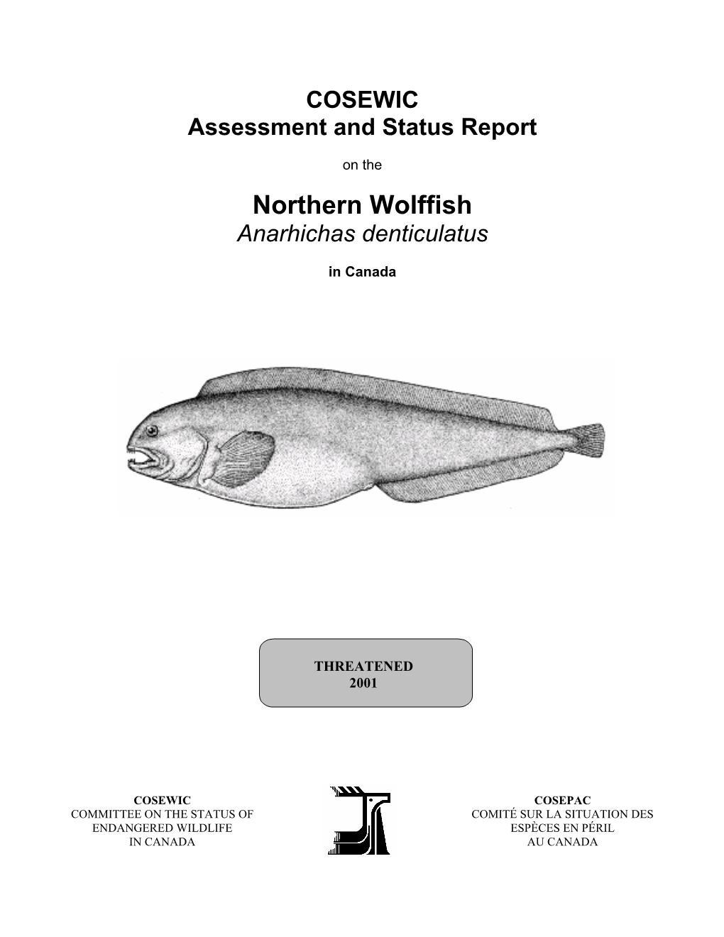 Northern Wolffish Anarhichas Denticulatus