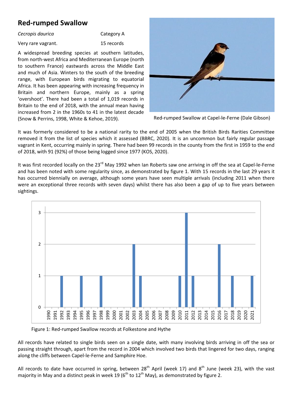 Red-Rumped Swallow Cecropis Daurica Category a Very Rare Vagrant