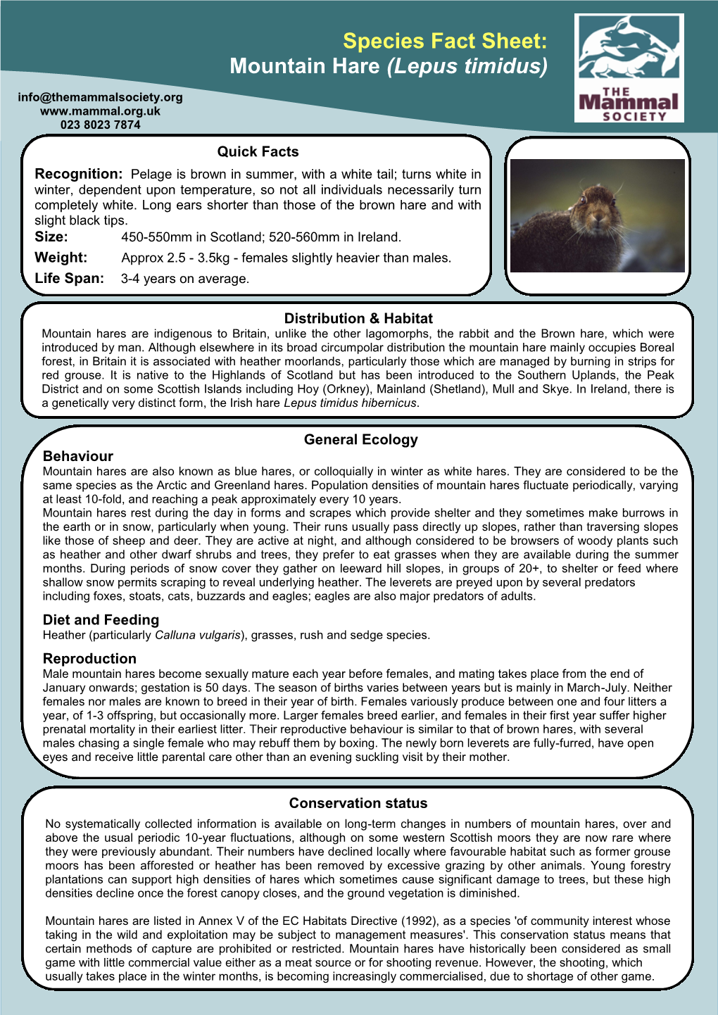 Species Fact Sheet: Mountain Hare (Lepus Timidus) Info@Themammalsociety.Org 023 8023 7874 Quick Facts