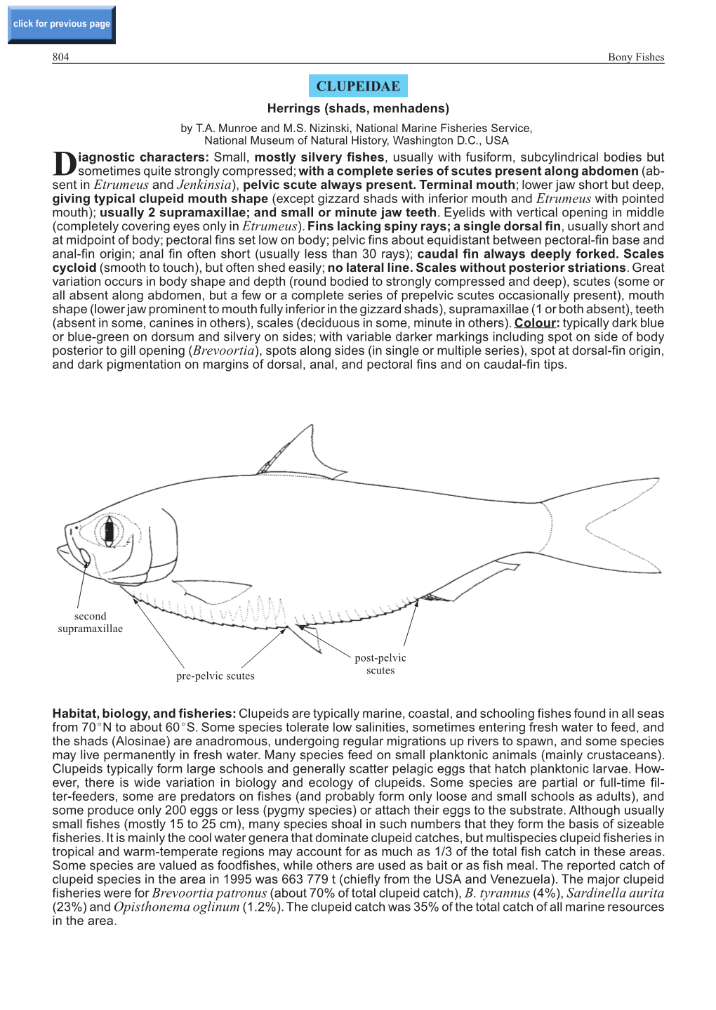 CLUPEIDAE Herrings (Shads, Menhadens) by T.A