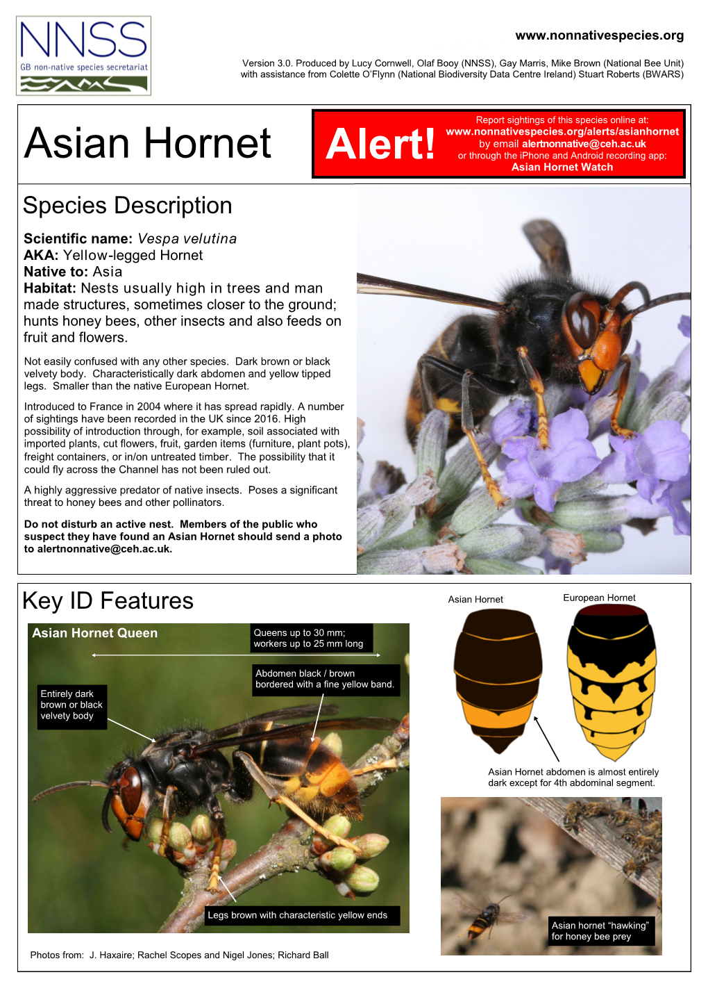Asian Hornet Alert!