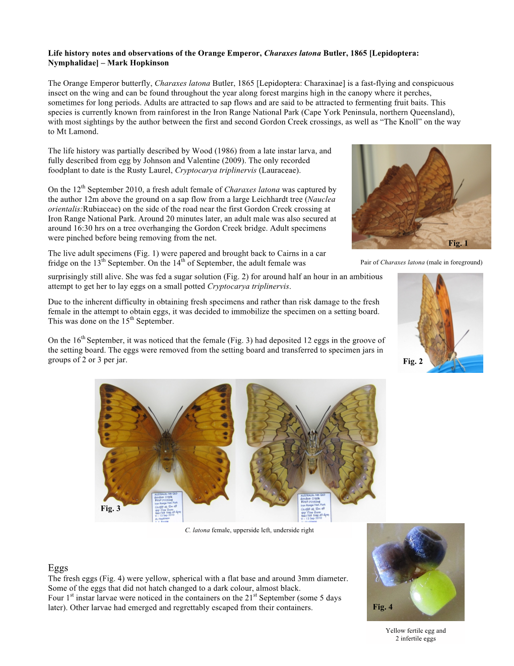 Charaxes Latona Butler, 1865 [Lepidoptera: Nymphalidae] – Mark Hopkinson