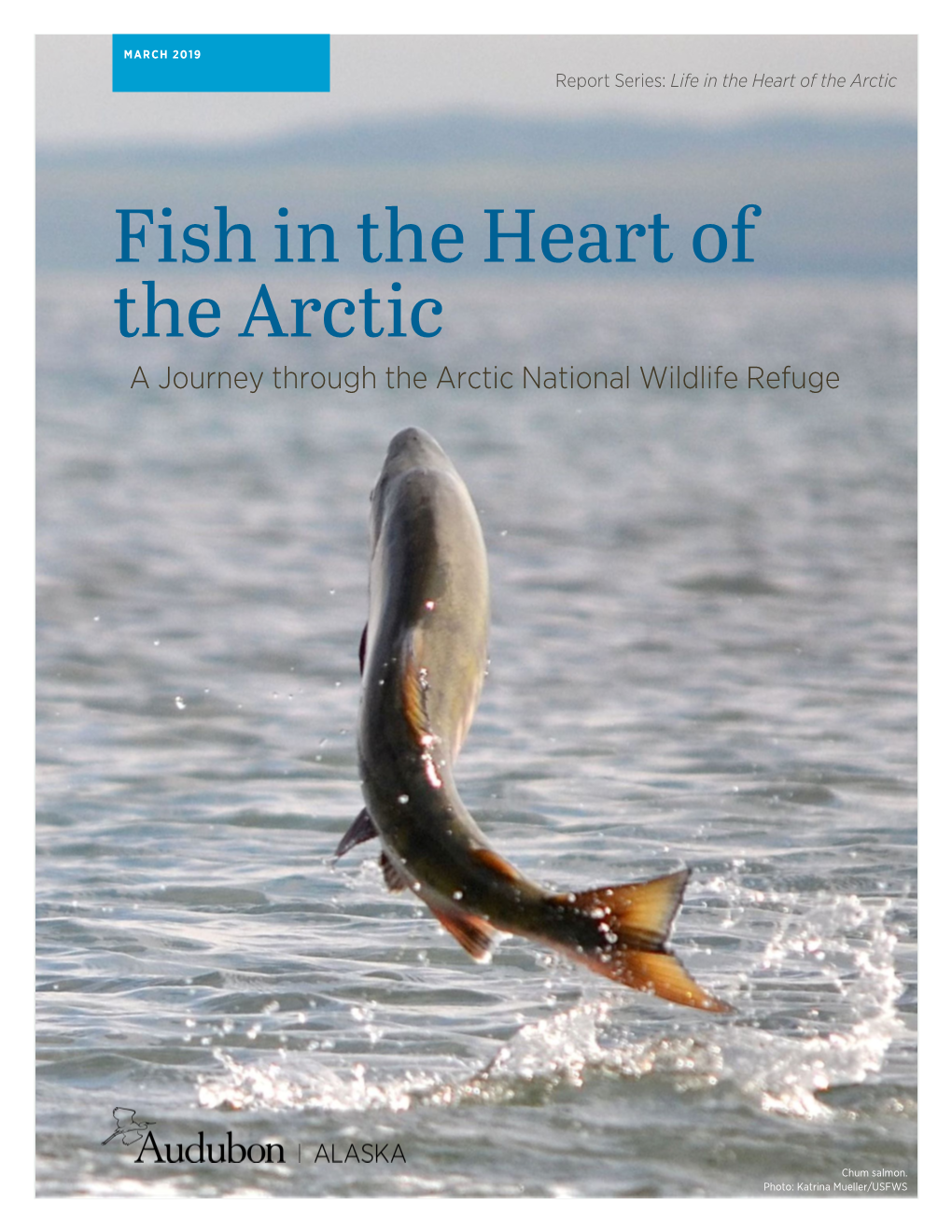Fish in the Heart of the Arctic: a Journey Through the Arctic National Wildlife Refuge