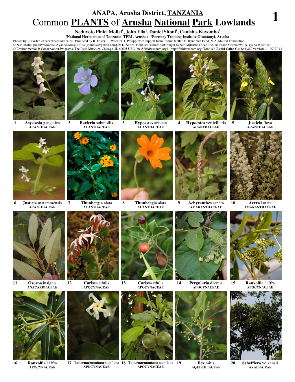 Common PLANTS of Arusha National Park Lowlands 1