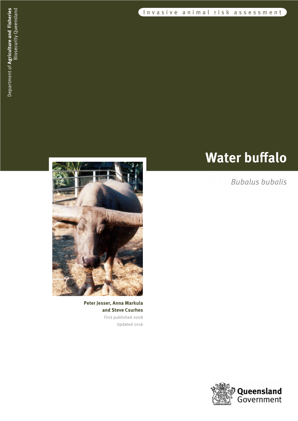 Water Buffalo