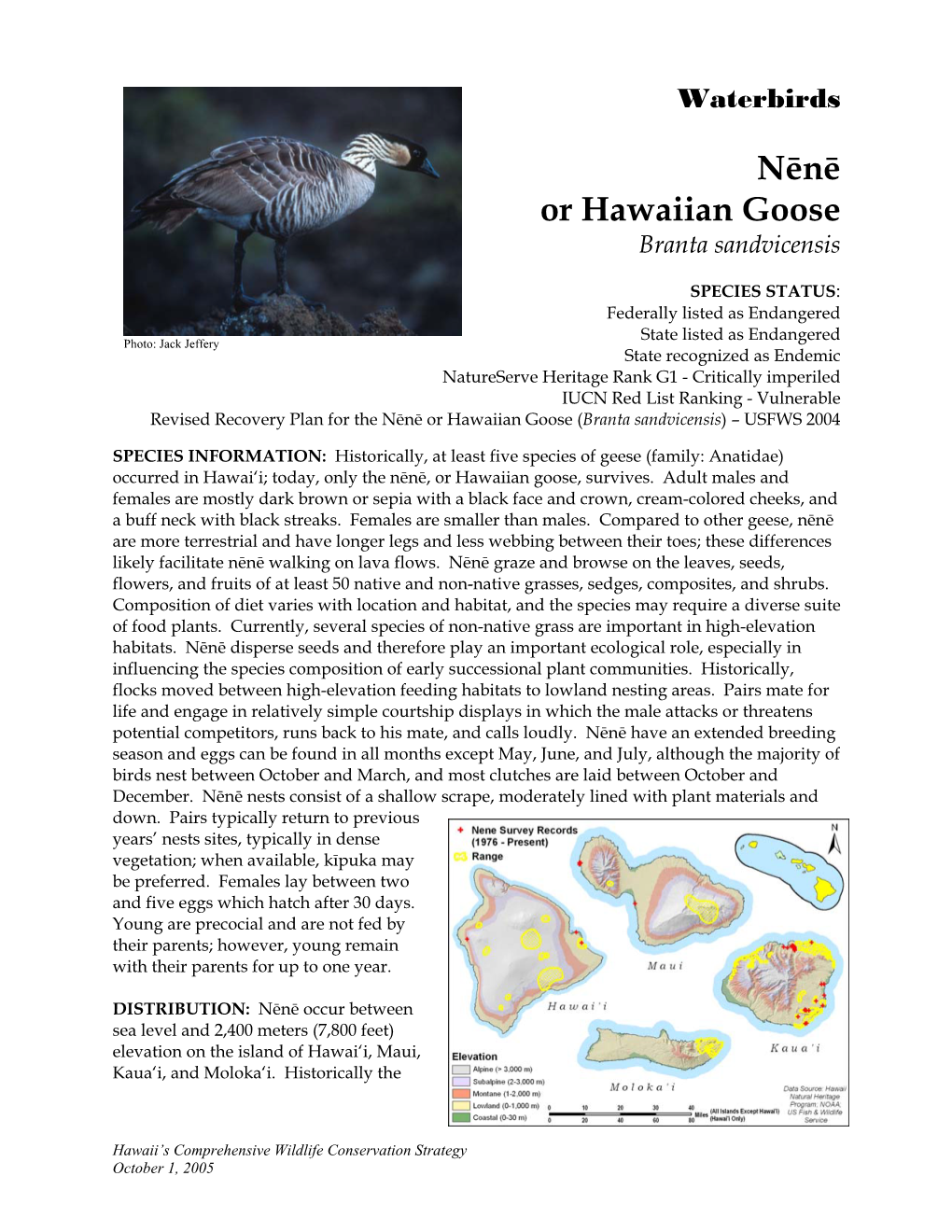 Nēnē Or Hawaiian Goose Branta Sandvicensis