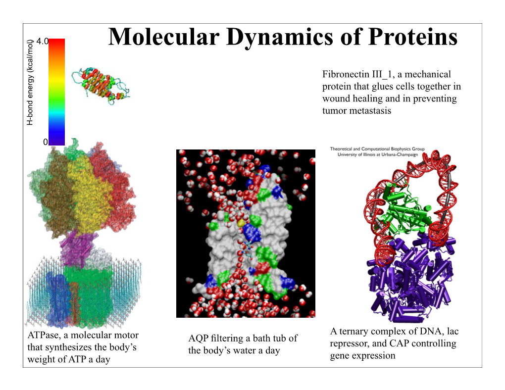 Molecular Dynamics of Proteins